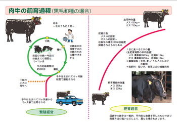 肉牛の飼育過程.png